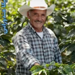 خرید قهوه هندوراس