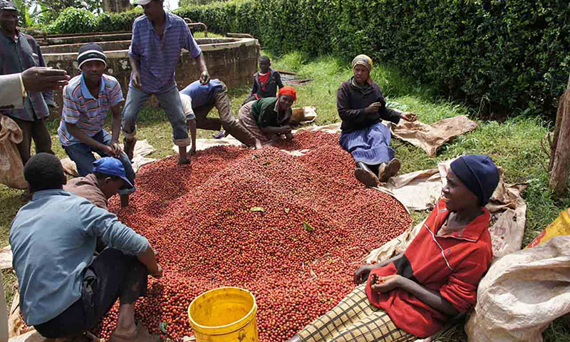 هر آنچه باید درباره قهوه کنیا بدانید