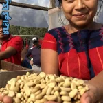 خرید قهوه گواتمالا