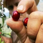 خرید قهوه سوماترا