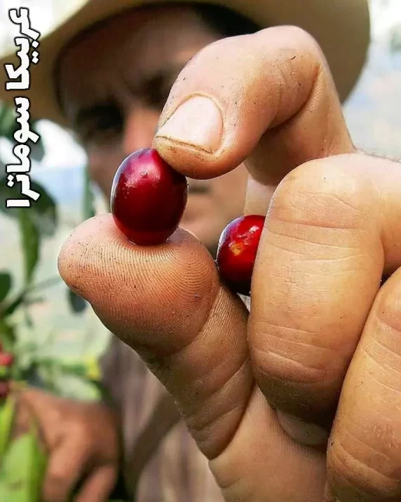 خرید قهوه سوماترا