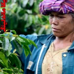 خرید قهوه ماندلینگ