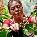 خرید قهوه اندونزی