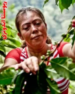 خرید قهوه اندونزی