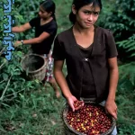 خرید قهوه نیکاراگوئه