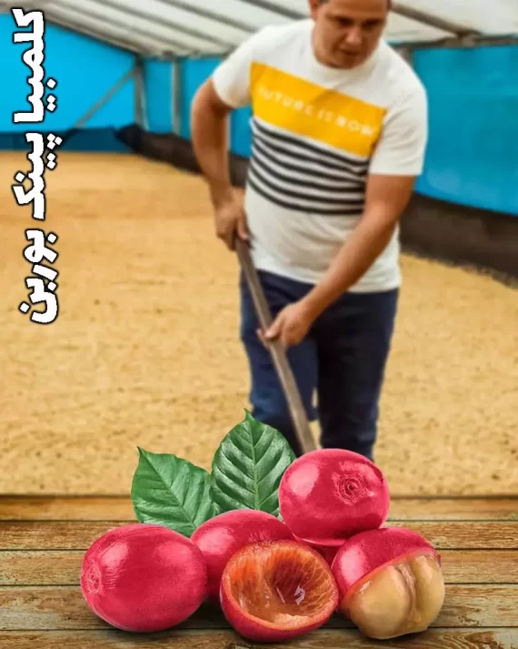 قهوه کلمبیا پینک بوربون هویلا
