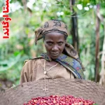 خرید قهوه ربوستا اوگاندا