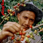 خرید قهوه ویتنام