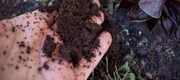 خاک آتشفشانی پرورش قهوه