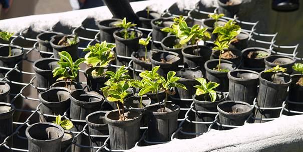 قهوه در گلدان