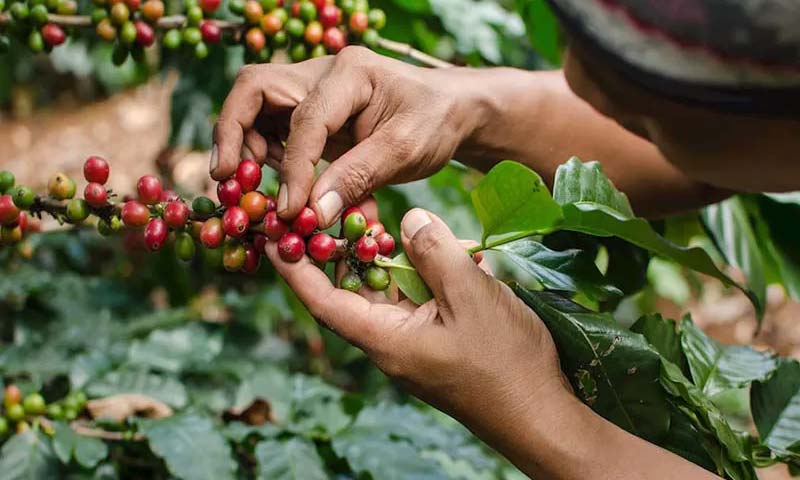 کاشت دان گیاه قهوه