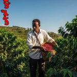 قهوه اتیوپی گوجی