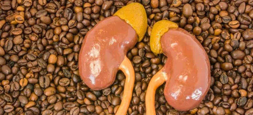 تأثیرات قهوه بر روی کلیه