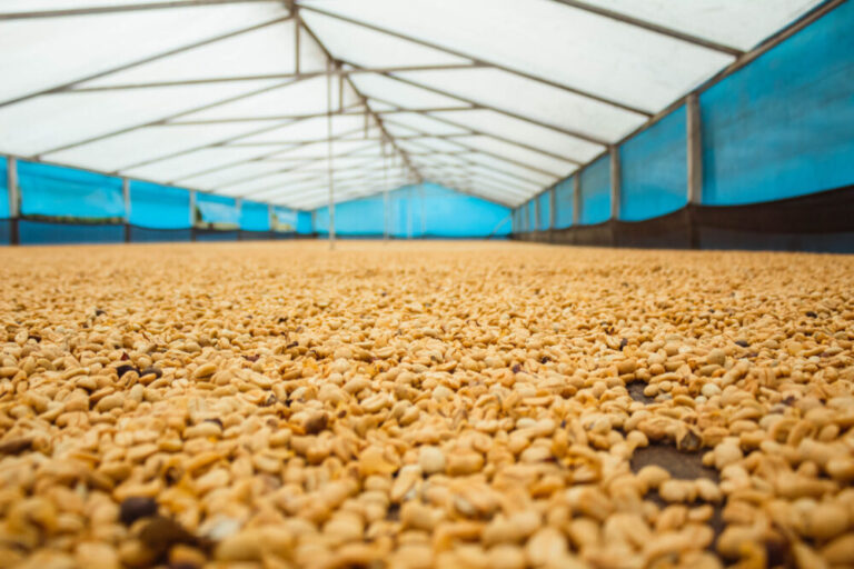 چالش‌های رشد، کشت و پرورش