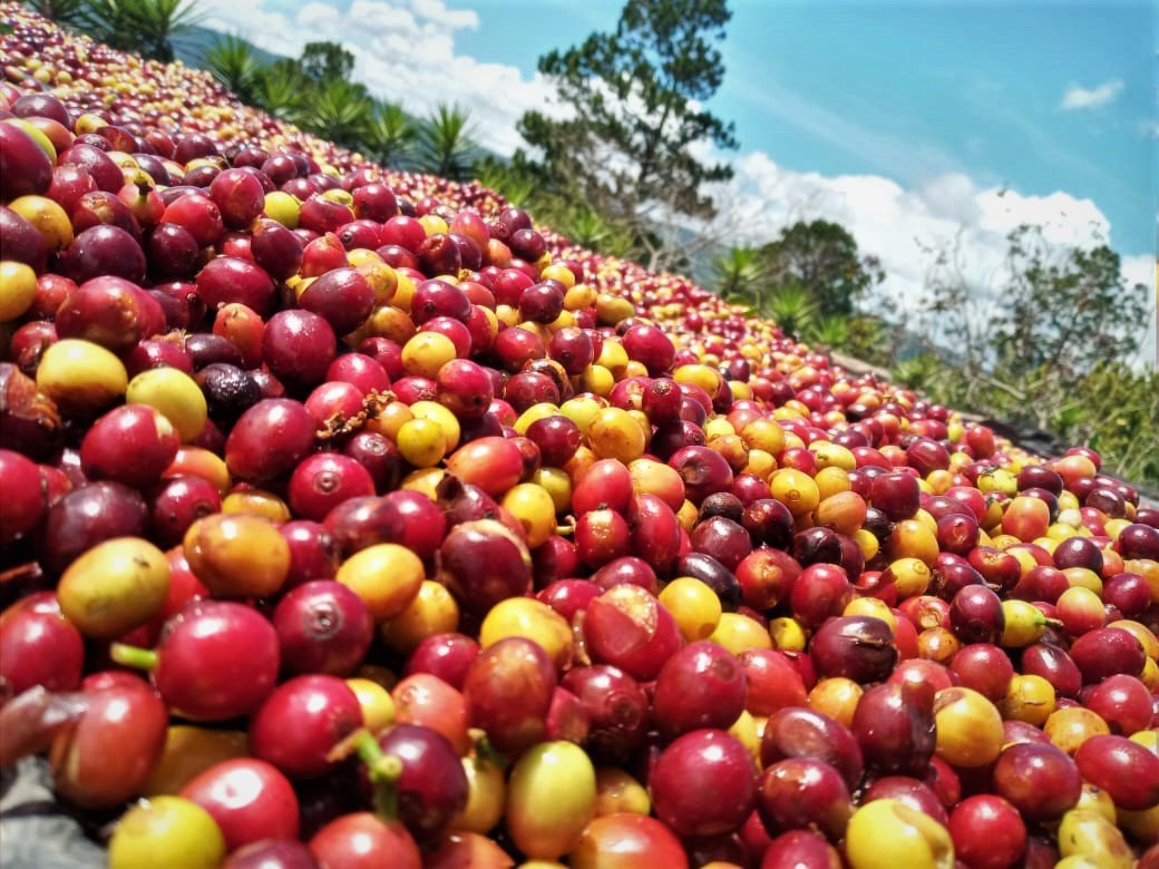 صنعت قهوه مانیزالس