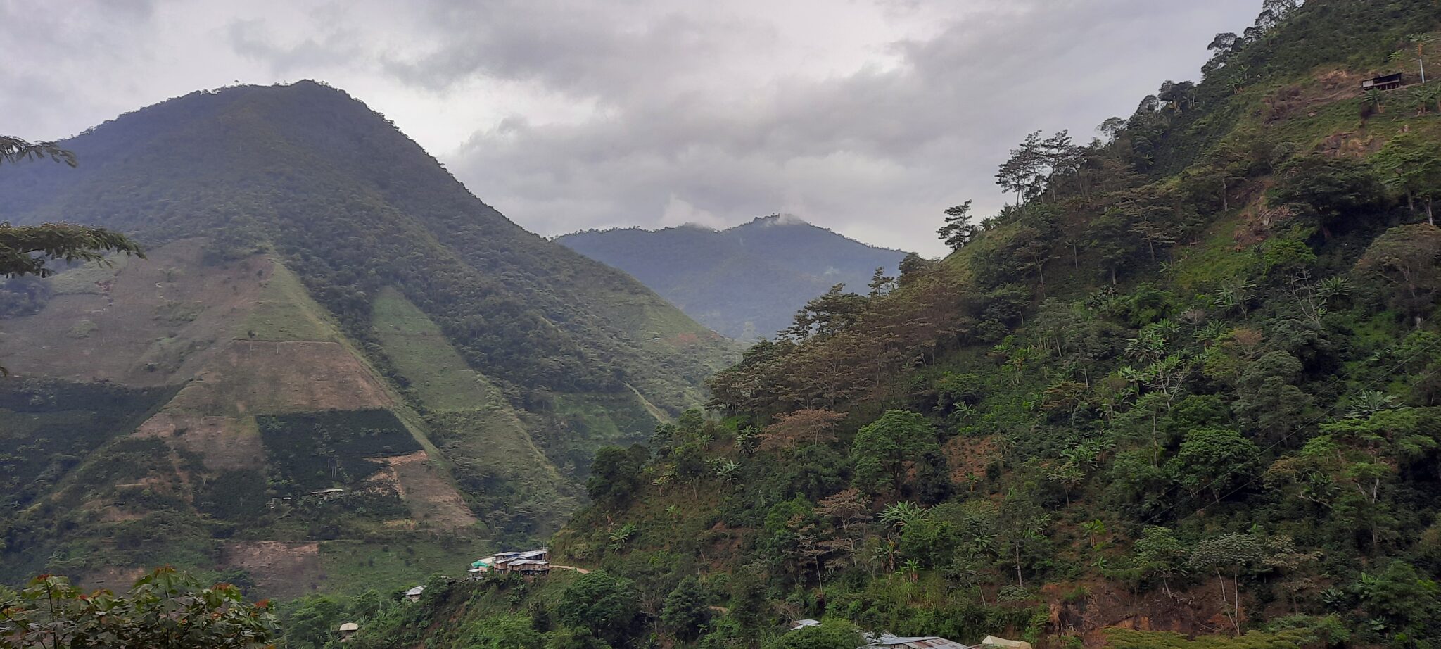 ویژگی‌های کاتورای کلمبیایی