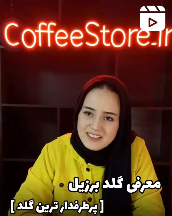 معرفی گلد برزیل