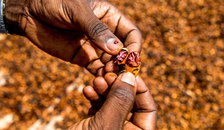 دانه قهوه ساحل عاج