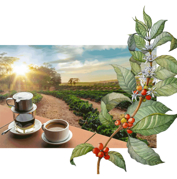 خرید قهوه ویتنام