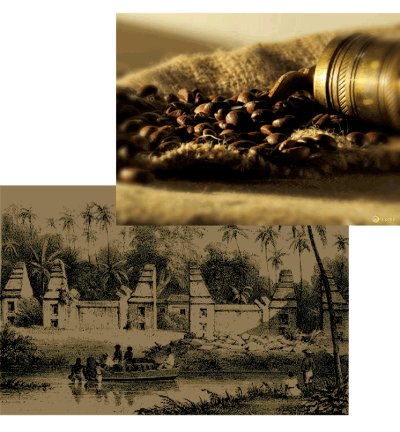 آغاز قهوه در اندونزی در قرن هفدهم