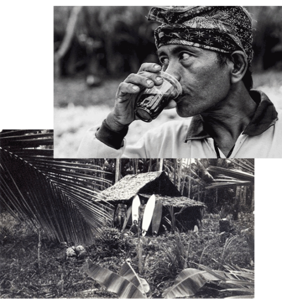 کشت قهوه در اندونزی