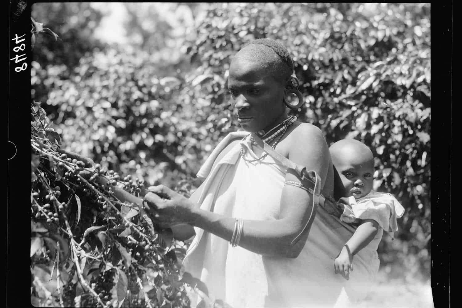 درباره قهوه کنیا