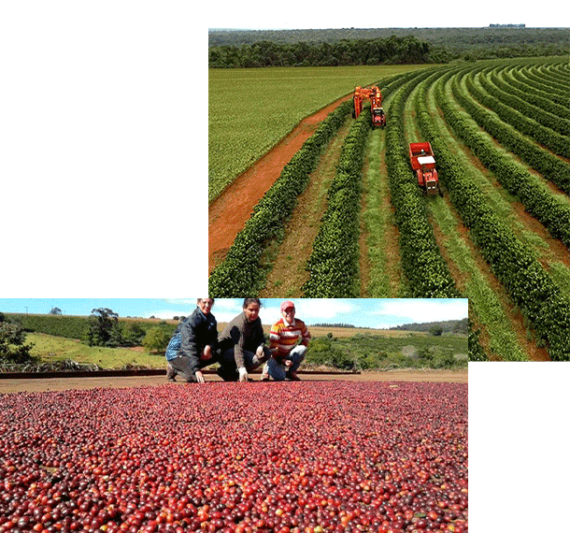 خرید قهوه برزیل