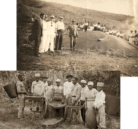 جنبه تاریک قهوه بزریل