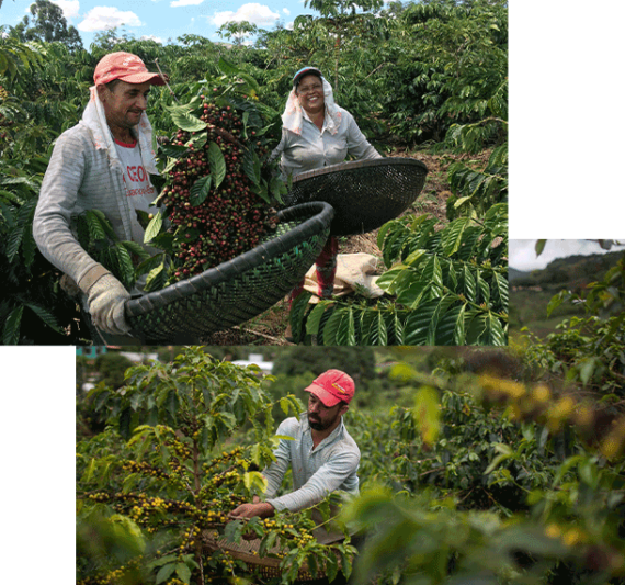 کارگران قهوه برزیل