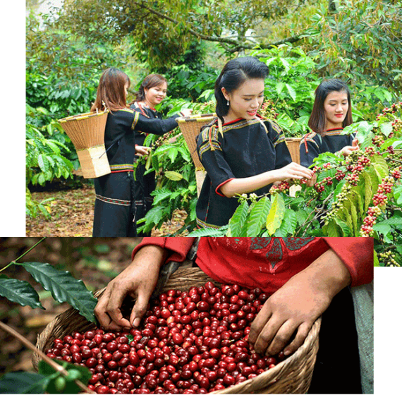 قهوه ویتنامی کلکسیونی