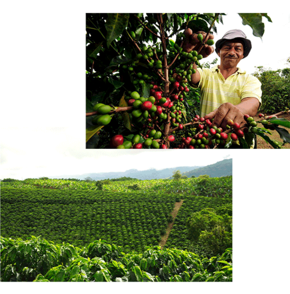 قهوه کلمبیا