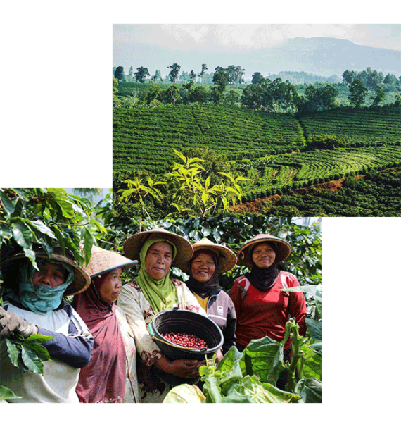 خرید قهوه اندونزی