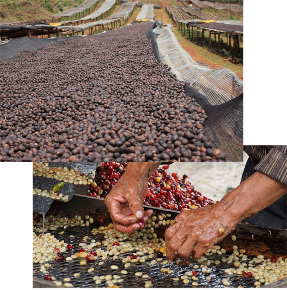 فرآوری قهوه ویتنام