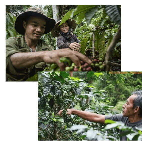 قهوه ویتنام