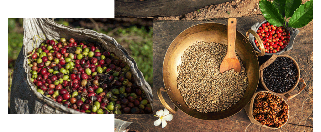 محصولات قهوه ویتنام