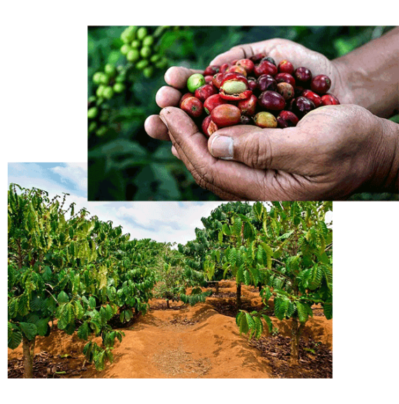 خرید قهوه ویتنام