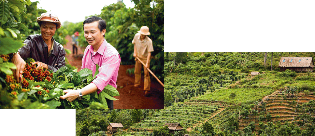 کشاورزی قهوه ویتنام