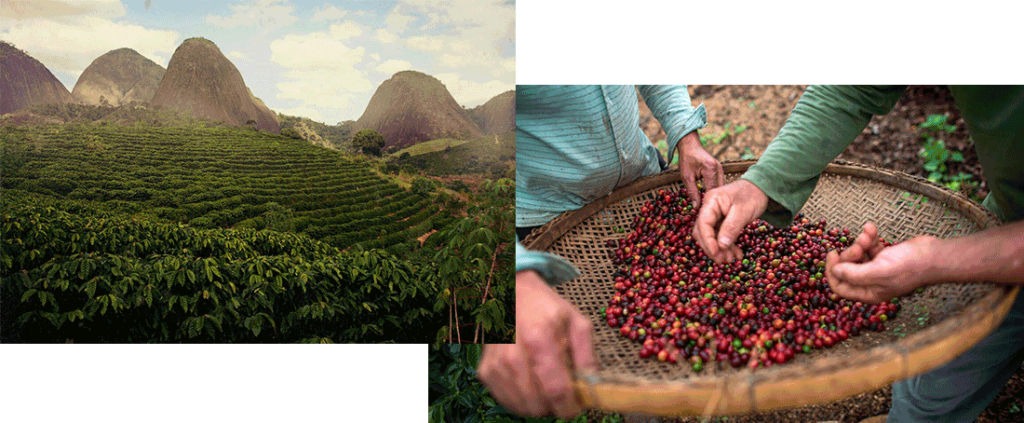 بهترین قهوه های برزیل