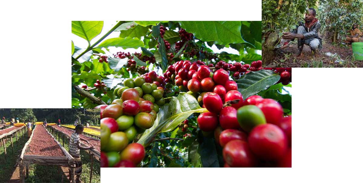 نمایه ای از تولید قهوه کنیا