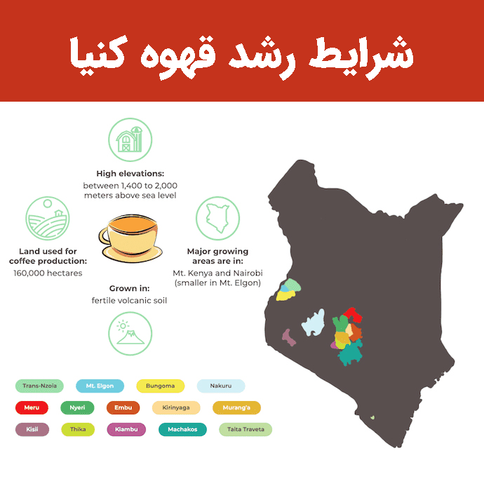 شرایط رشد قهوه کنیا