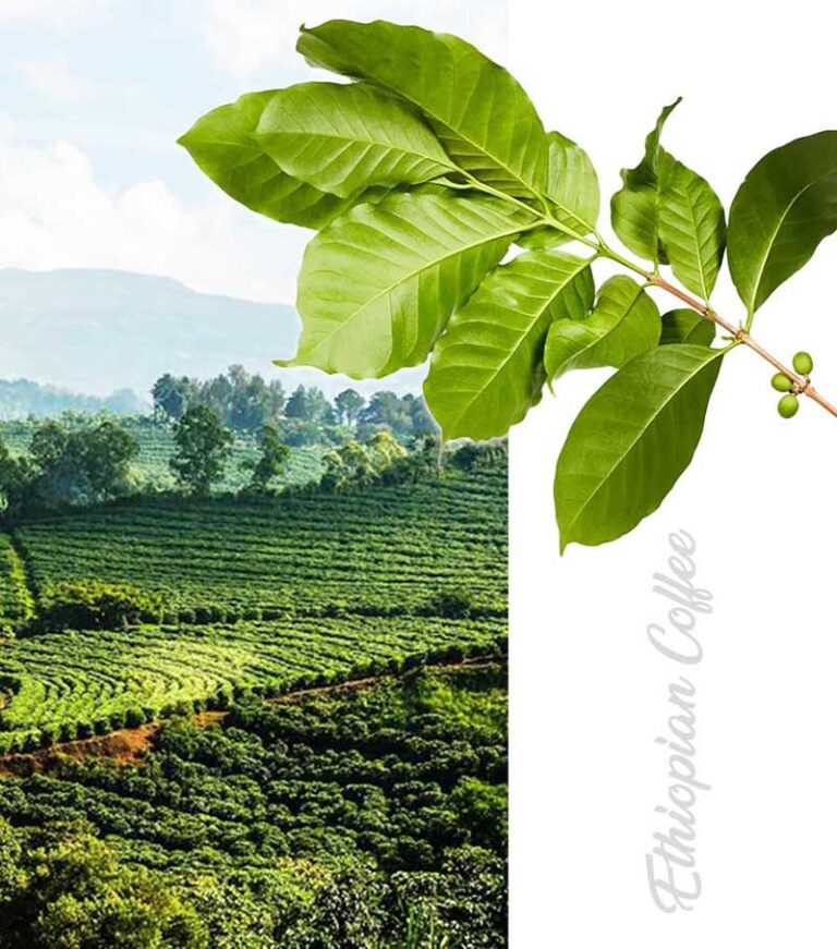 خرید قهوه اتیوپی