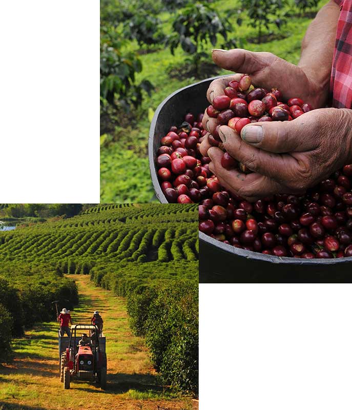 خرید قهوه اتیوپی