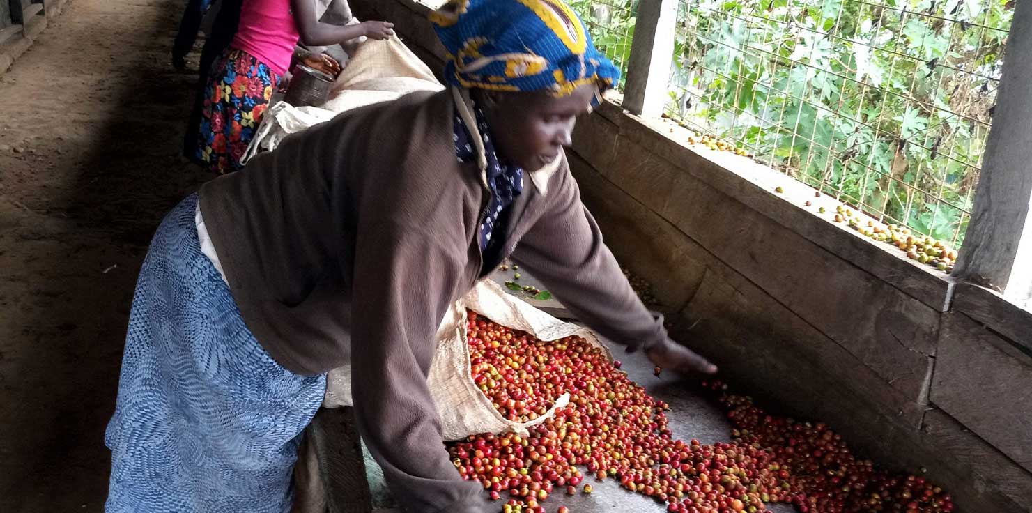 خرید قهوه کنیا ریفت والی