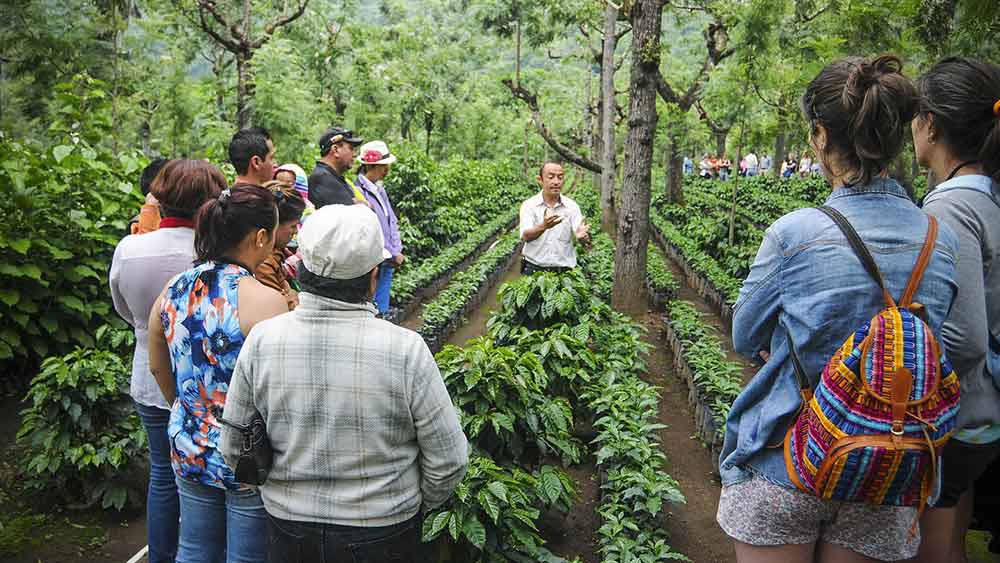 مزارع قهوه گواتمالا