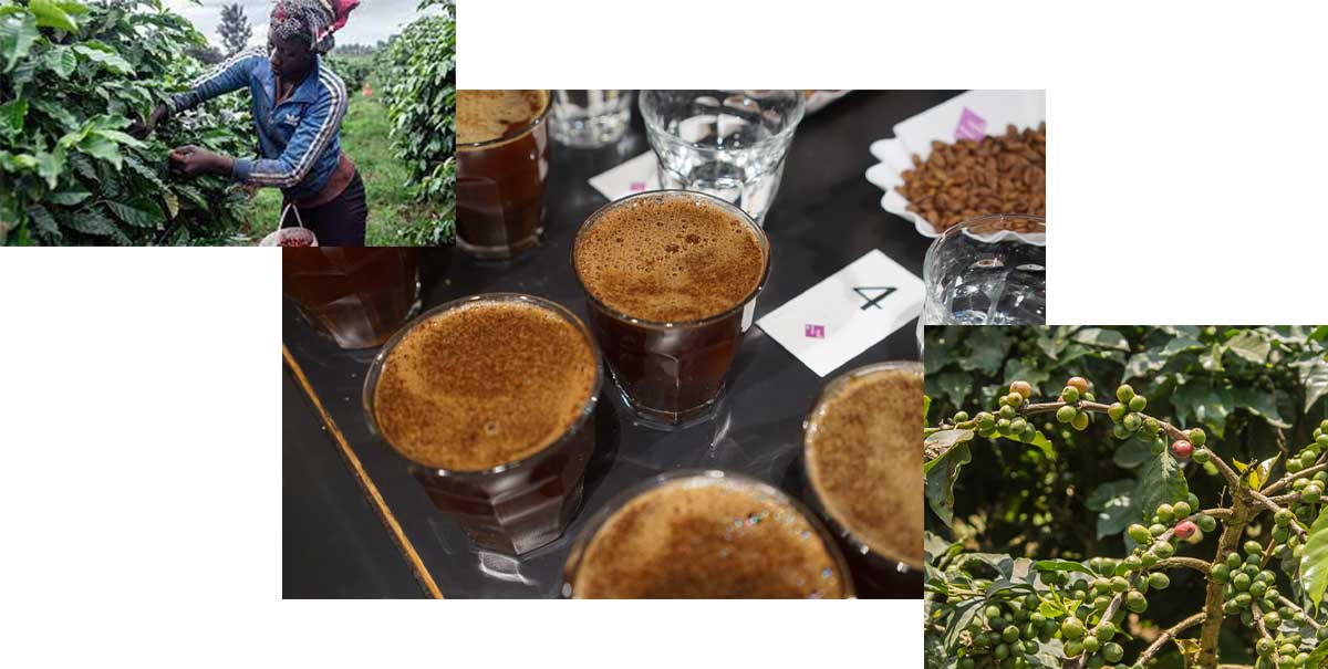 گونه ها و زیرگونه های قهوه کنیا